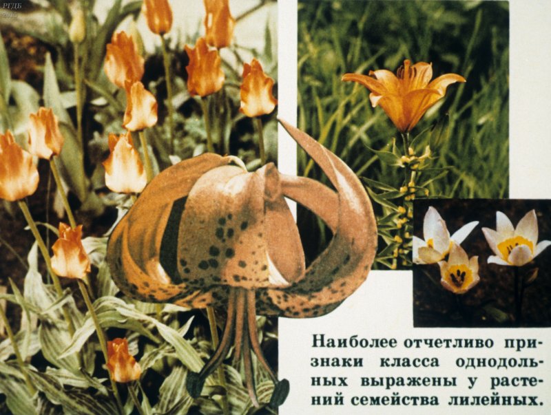 Сорняки злаковые и двудольные