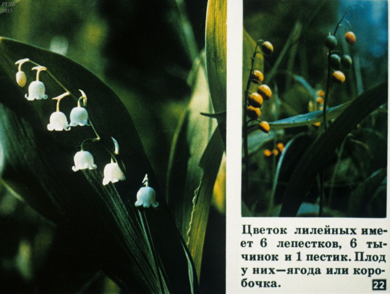 Однодольные растения