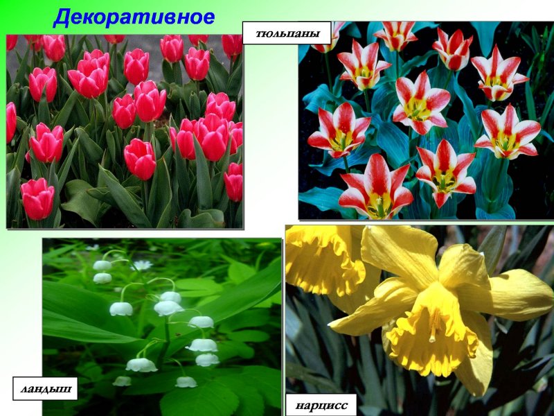 Однодольные растения пырей