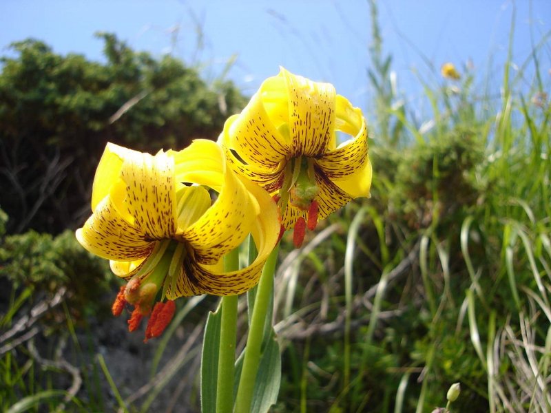 Штернбергия lutea