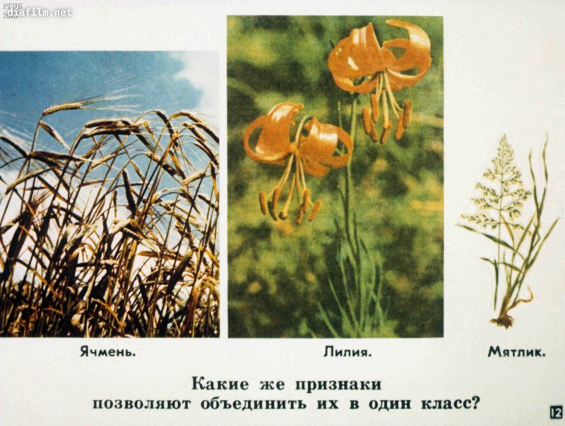 Рис посевной гербарий