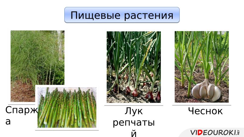 Всходы ежовника