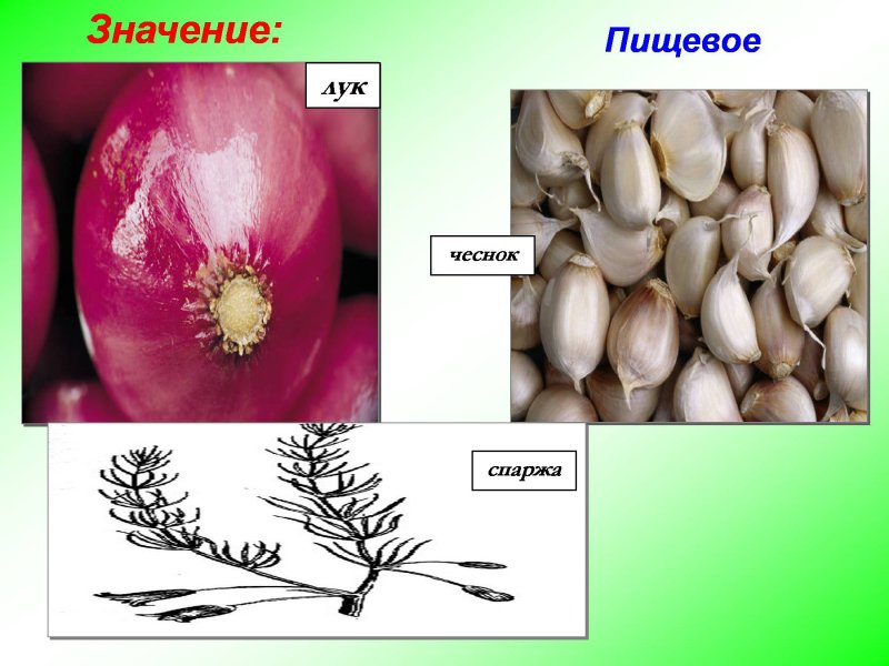 Гусинолук длиннострелковый
