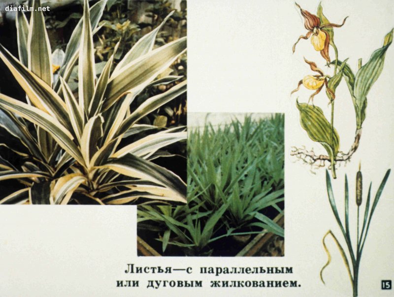 Лилия Пинк интуишн