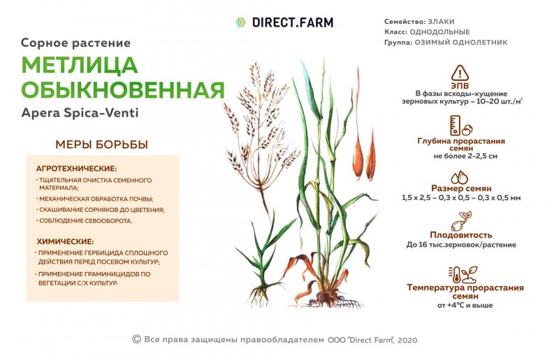 Однодольные растения примеры
