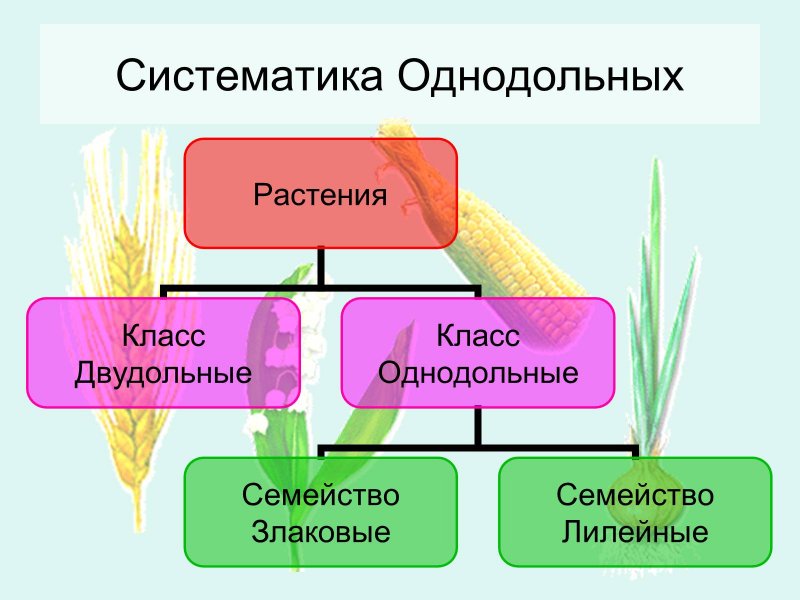 Спаржа однодольное