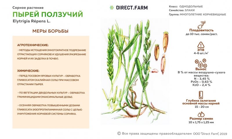 Однодольные цветковые растения