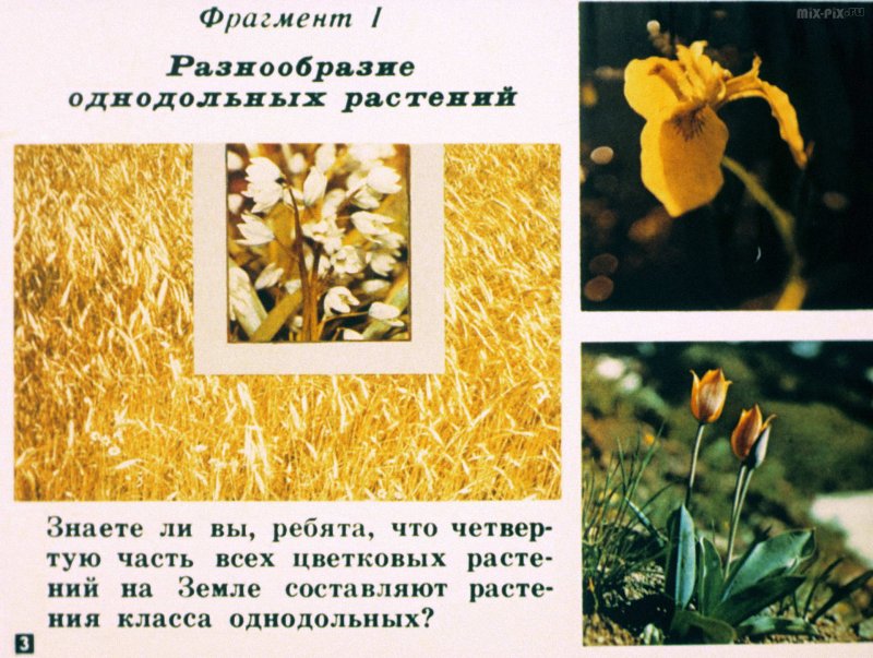 Лилия Даурская саранка
