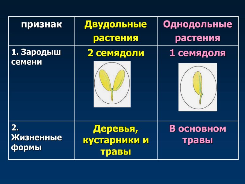 Liliaceae листья