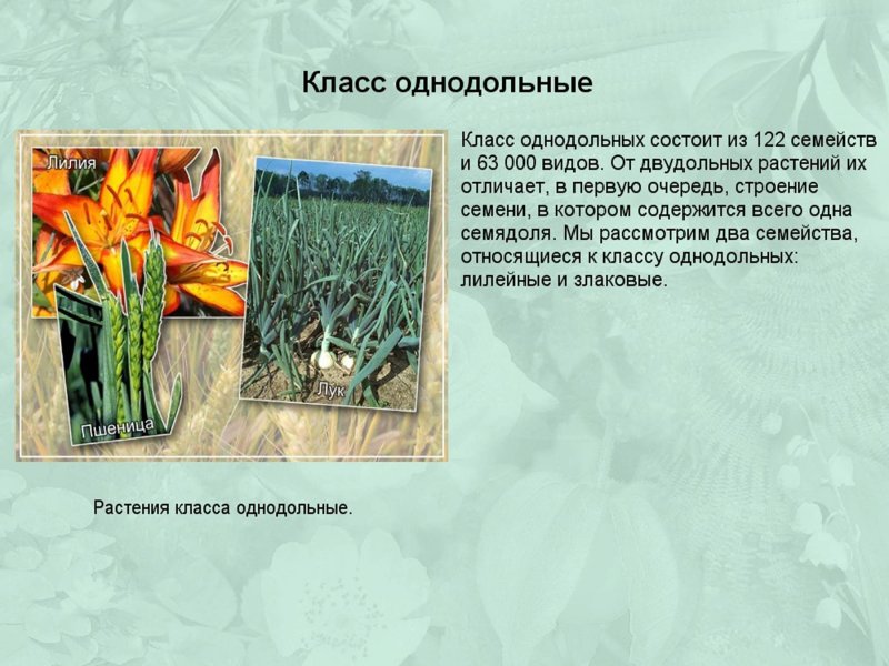 Декоративные Лилейные растения
