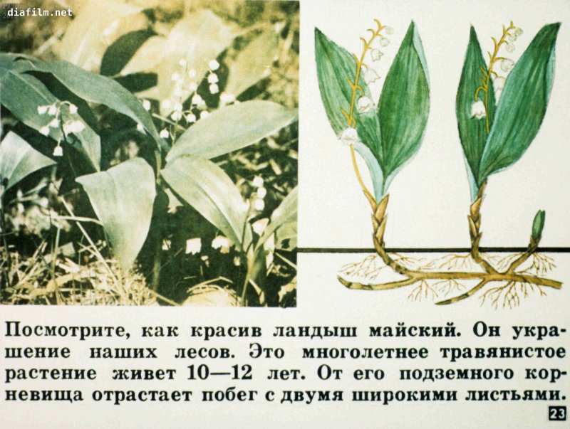 Овсяница однодольное или двудольное