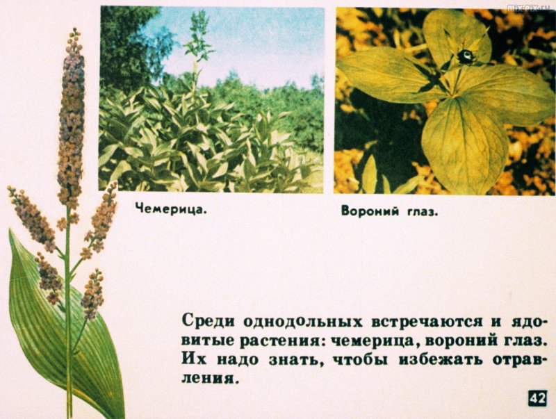 Покрытосеменные цветковые