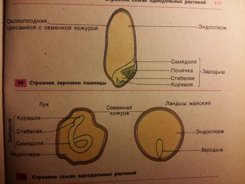Царство Лилейные