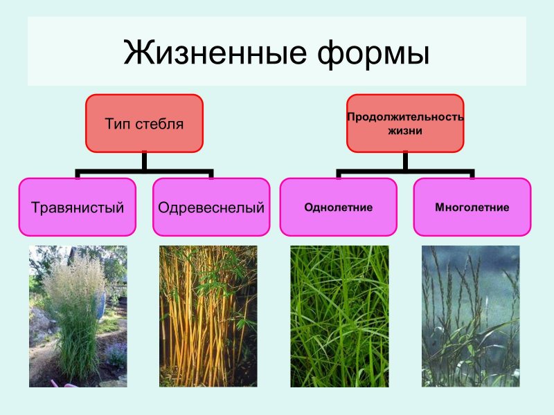 Костер ржаной биологическая группа
