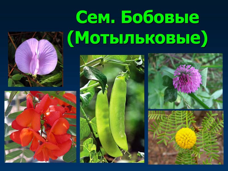 Корневищные Однодольные сорняки