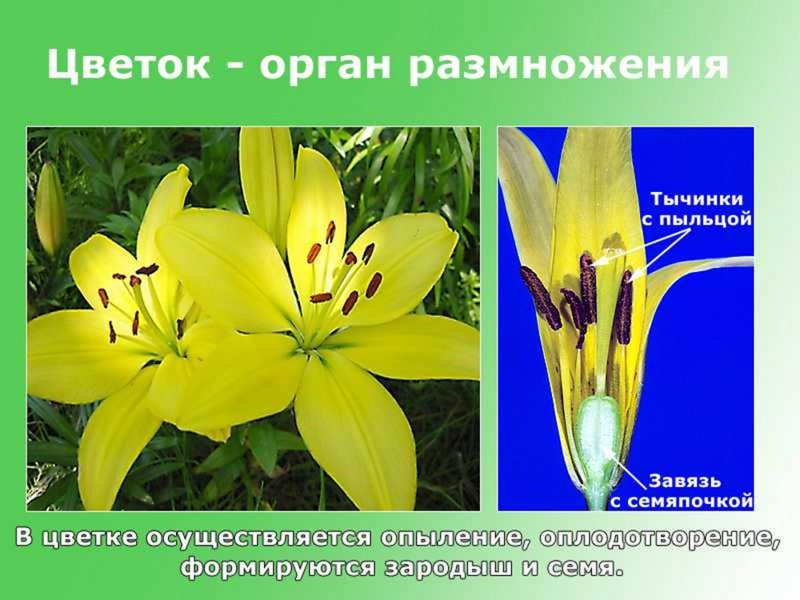 Частуха обыкновенная соцветие