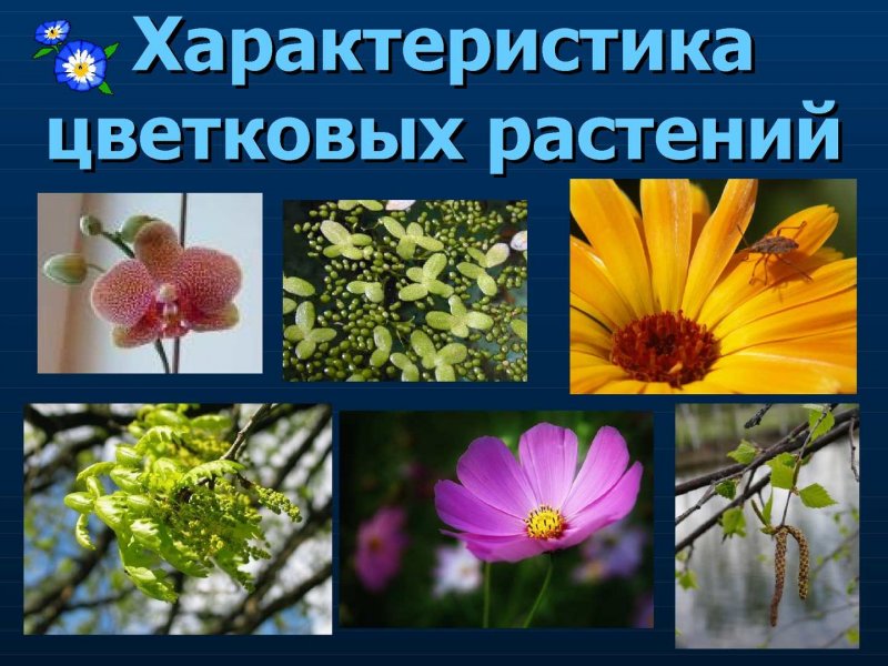 Вороний глаз двудольное однодольное
