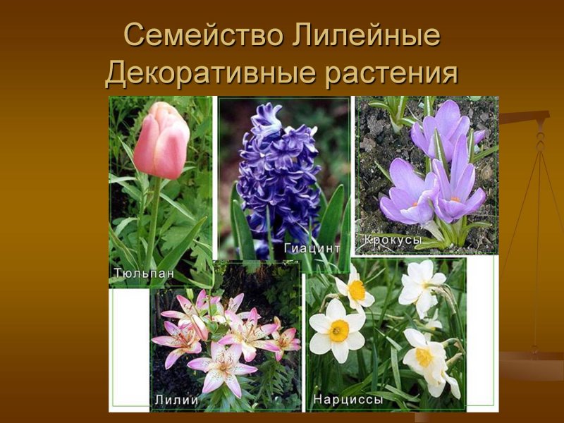 Диза одноцветковая