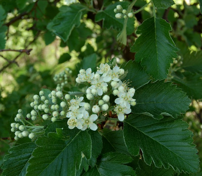 Рябина Sorbus Intermedia