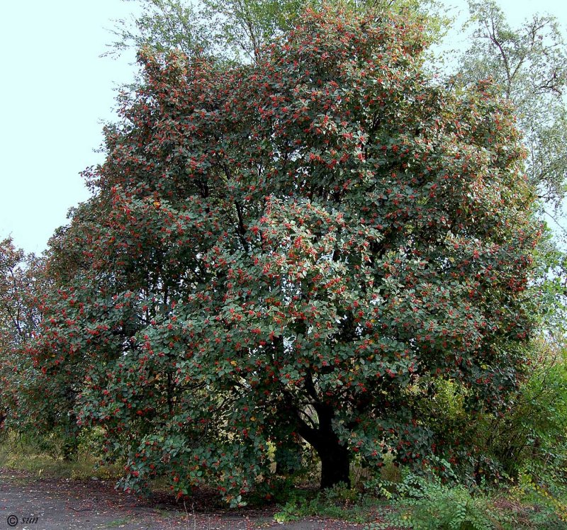 Sorbus Intermedia