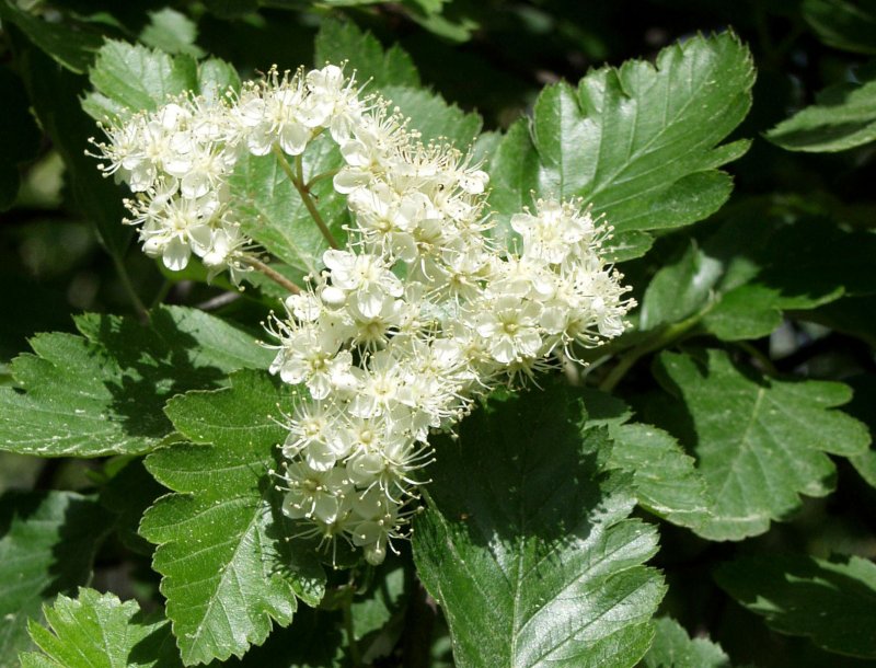 Рябина промежуточная (шведская) (Sorbus Intermedia)