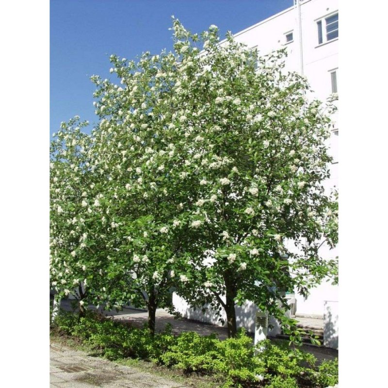 Рябина промежуточная (шведская) (Sorbus Intermedia)