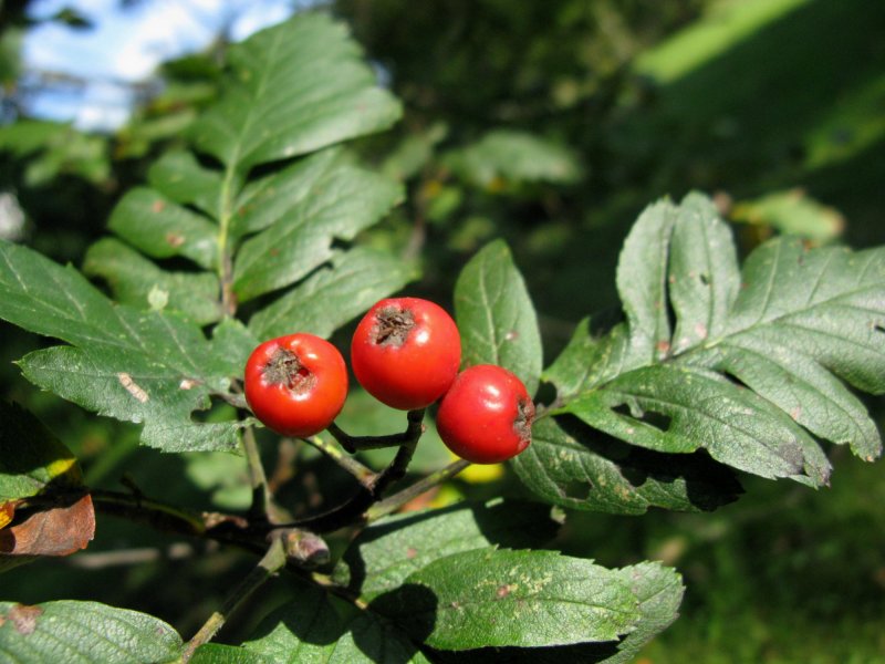 Рябина промежуточная Sorbus Intermedia