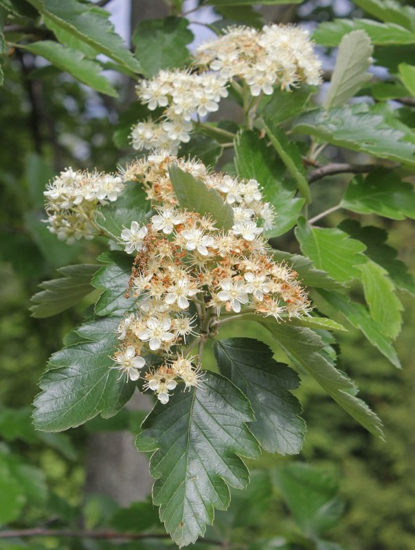Рябина промежуточная (шведская) (Sorbus Intermedia)