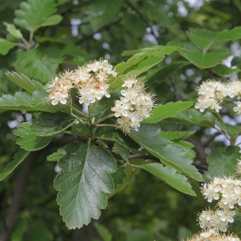 Рябина промежуточная Sorbus Intermedia