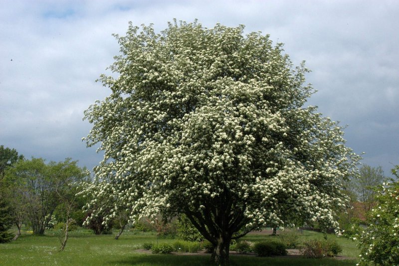Рябина промежуточная (шведская) (Sorbus Intermedia)