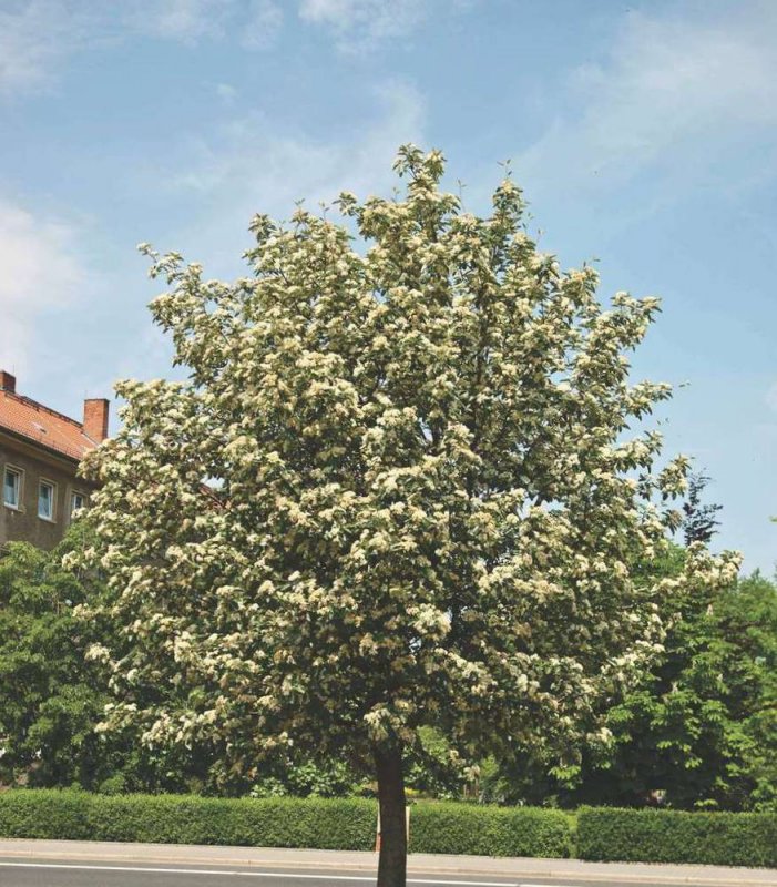Рябина промежуточная (шведская) (Sorbus Intermedia)