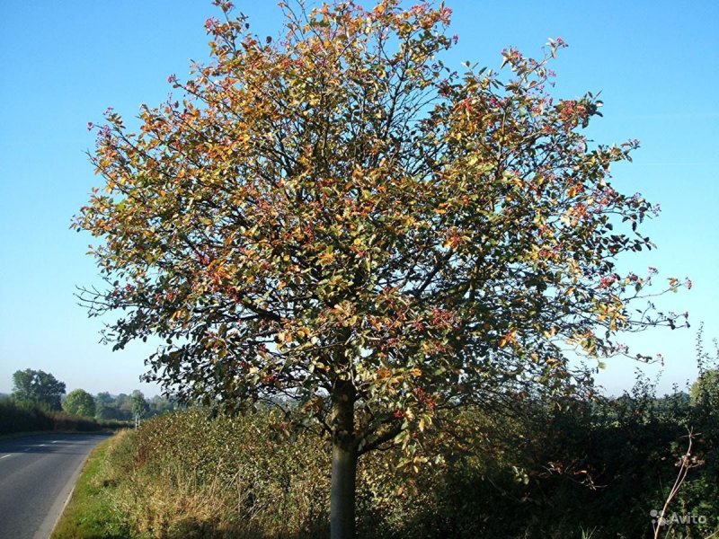 Рябина промежуточная (шведская) (Sorbus Intermedia)