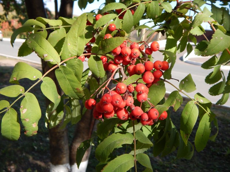 Рябина Sorbus Intermedia