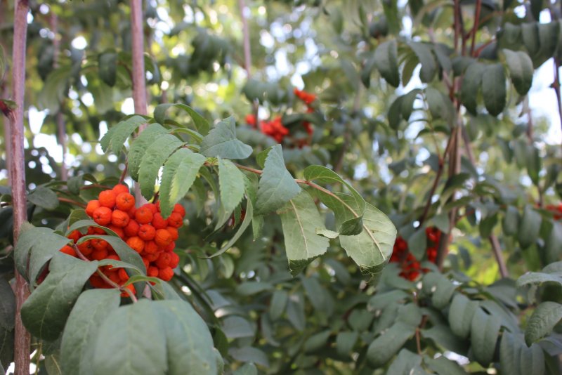 Рябина промежуточная Sorbus Intermedia