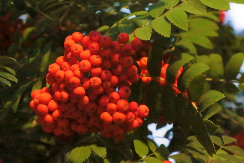 Рябина интермедиа Sorbus Intermedia осенняя окраска