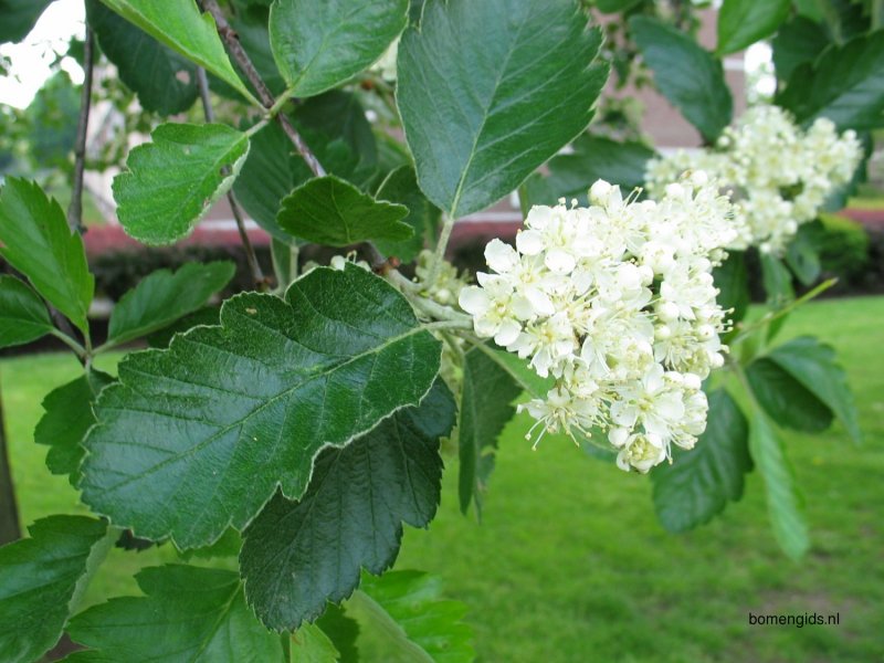 Рябина промежуточная Sorbus Intermedia