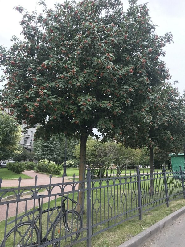 Рябина интермедиа Sorbus Intermedia