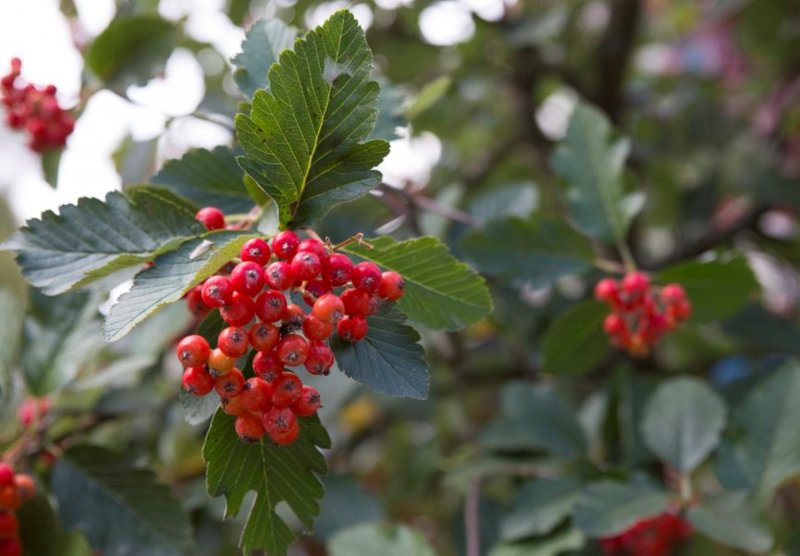 Рябина промежуточная (шведская) (Sorbus Intermedia)