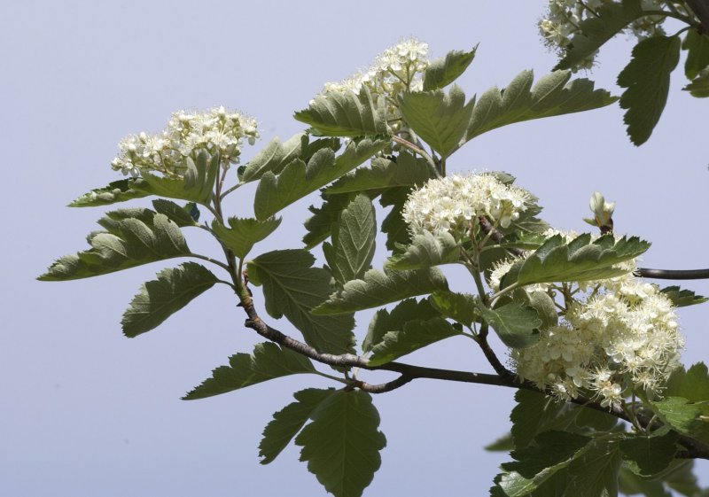 Рябина промежуточная Sorbus Intermedia