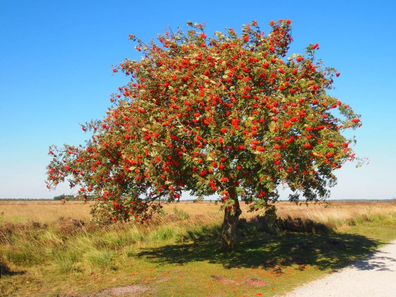 Sorbus vilmorinii 5/i h 140-160рябина