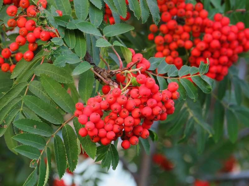Рябина промежуточная (шведская) (Sorbus Intermedia)