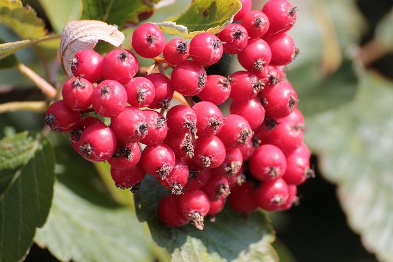 Рябина промежуточная Sorbus Intermedia