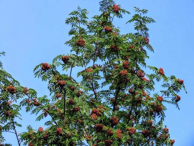 Sorbus Intermedia
