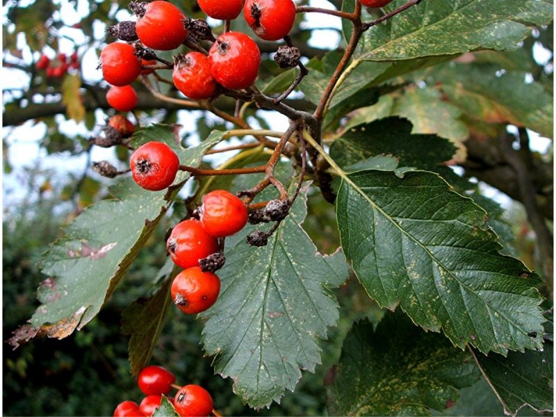 Рябина промежуточная (шведская) (Sorbus Intermedia)