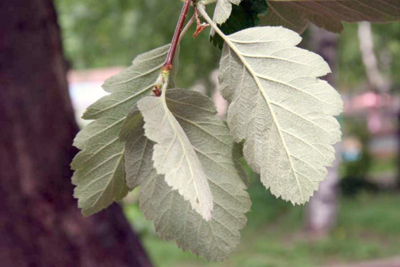 Рябина промежуточная Sorbus Intermedia