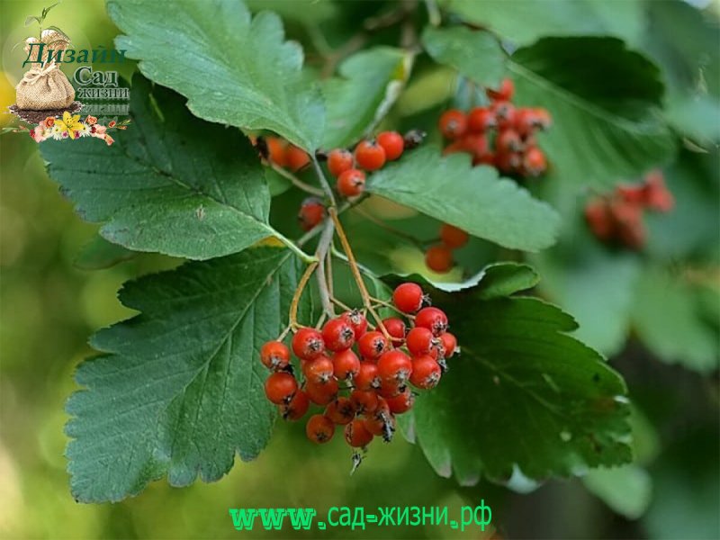 Рябина промежуточная Sorbus Intermedia