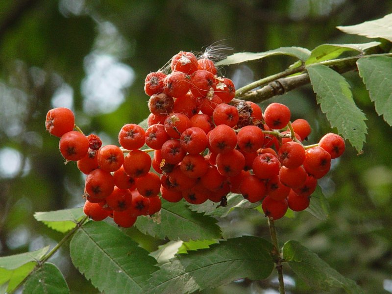 Sorbus commixta Dodong