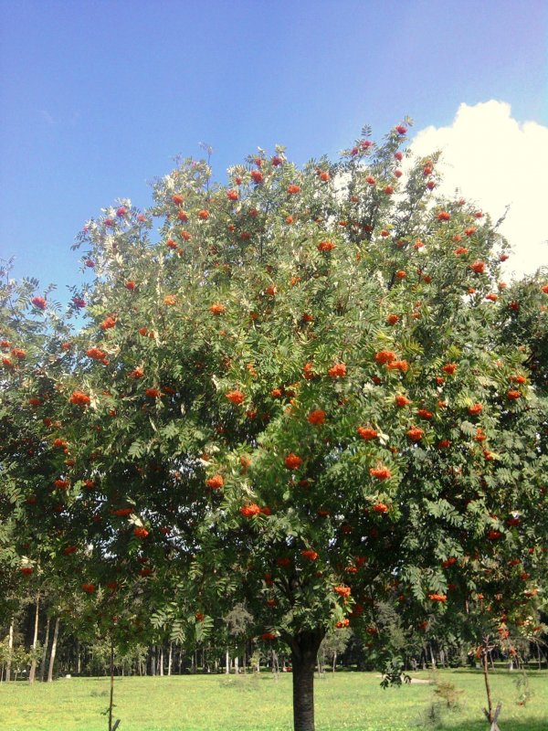 Aronia melanocarpa 'uconnam165