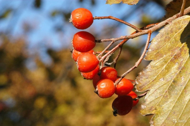 Рябина промежуточная Sorbus Intermedia