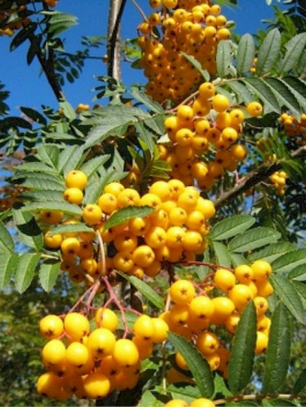 Sorbus aucuparia select